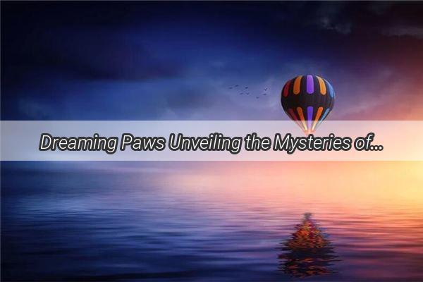 Dreaming Paws Unveiling the Mysteries of Canine Sleep and Dreams